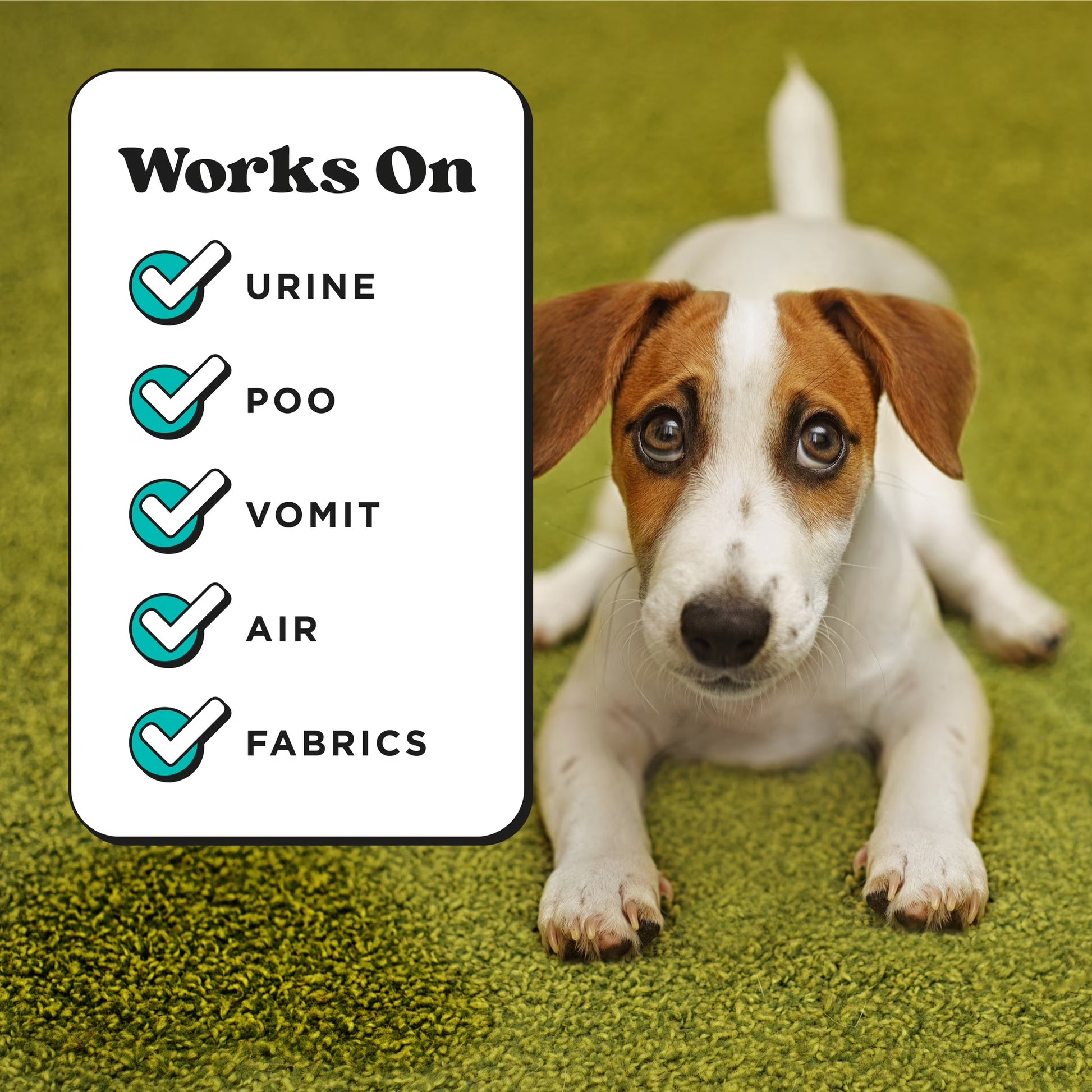 Pet~Pourri Pawsitively Fresh Pet & Home Deodorizer Spray, Jasmine + Fresh Air + Pear, 16Oz
